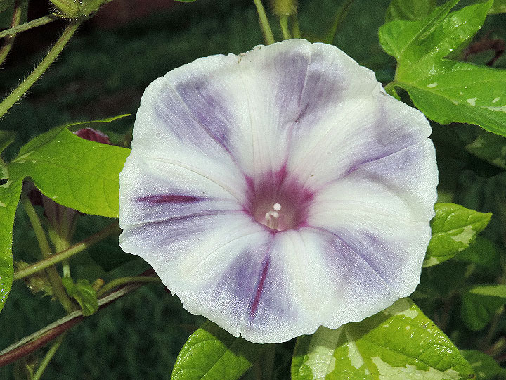 3DSCN6372