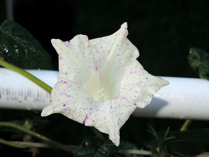 3DSCN8229