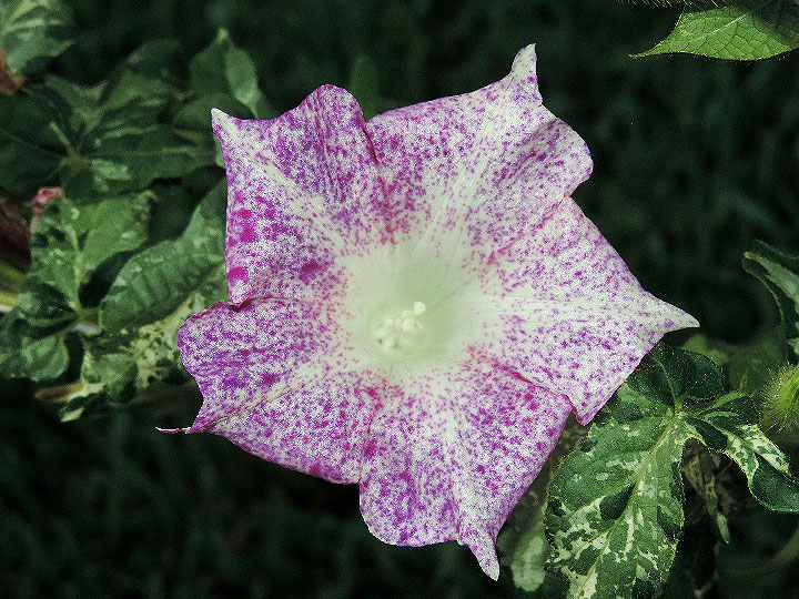 4DSCN2423
