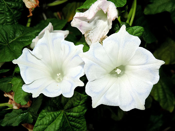 4DSCN4817_01