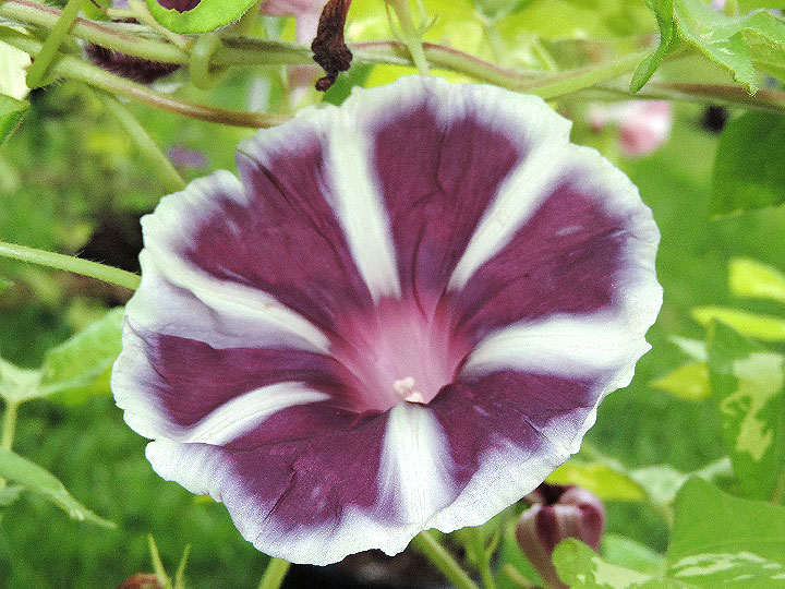 4DSCN6036_01