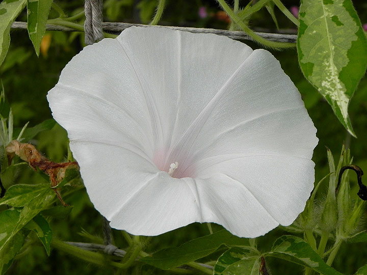 4DSCN8083