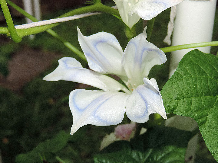 5DSCN0373