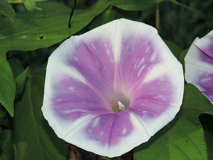 5DSCN0455