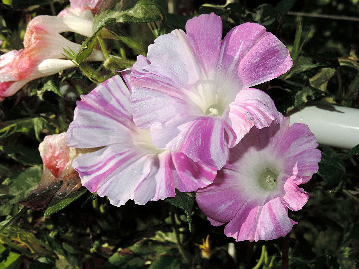 5DSCN1862