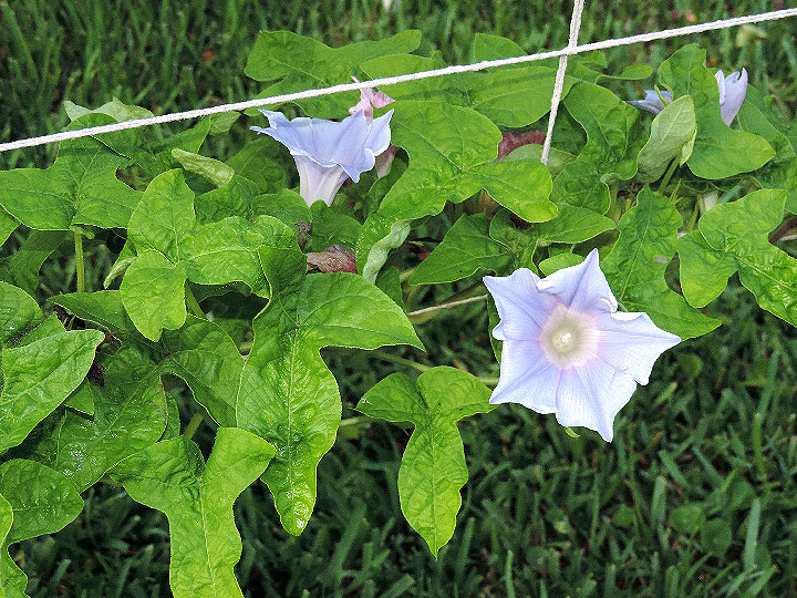 5DSCN2096