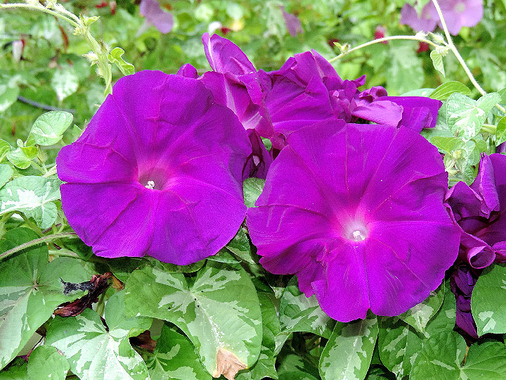 5DSCN2724