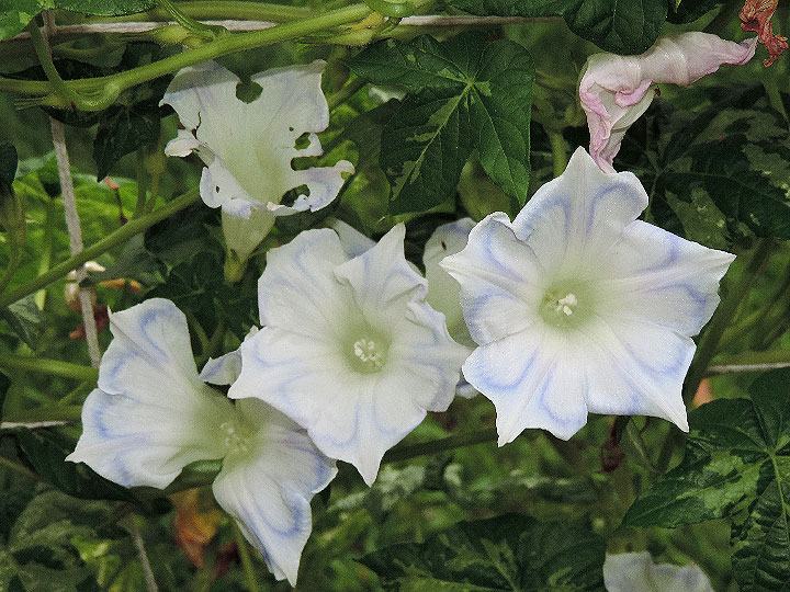 5DSCN2752
