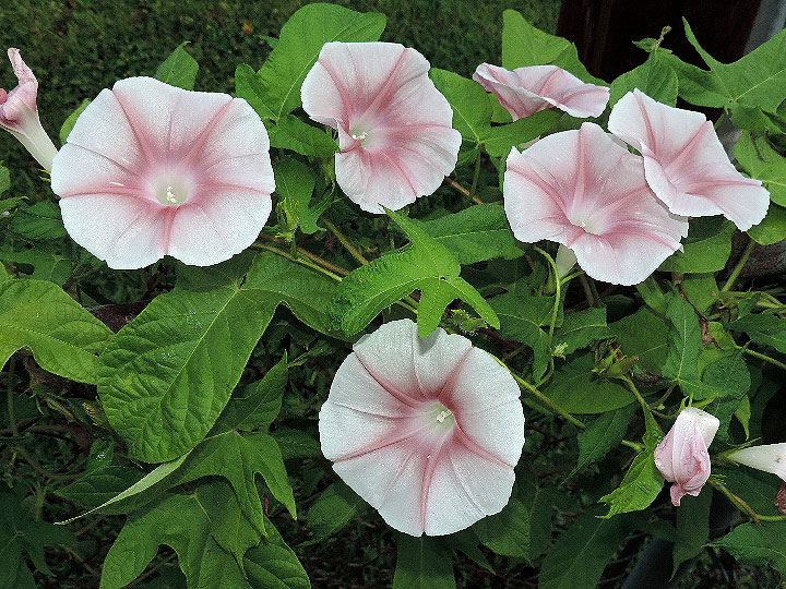 5DSCN5985