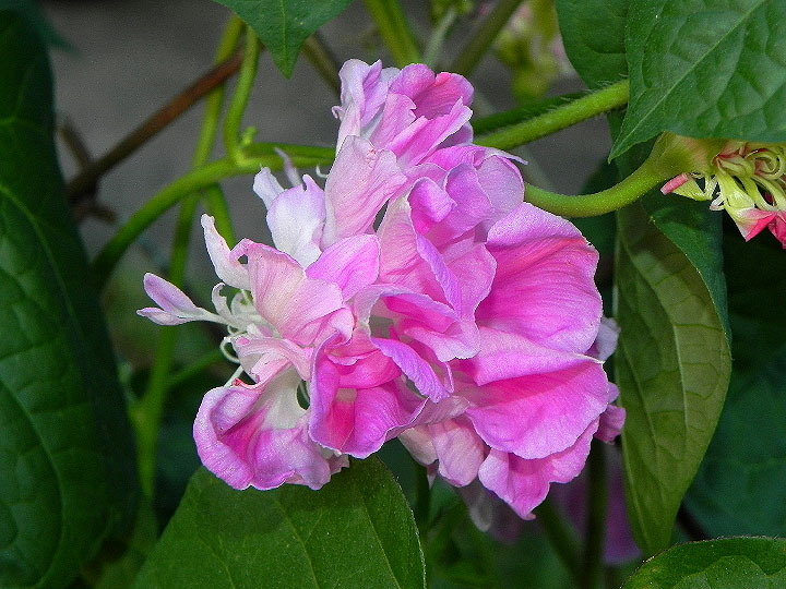 5DSCN6832