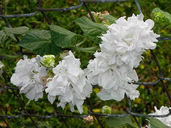 5DSCN7077