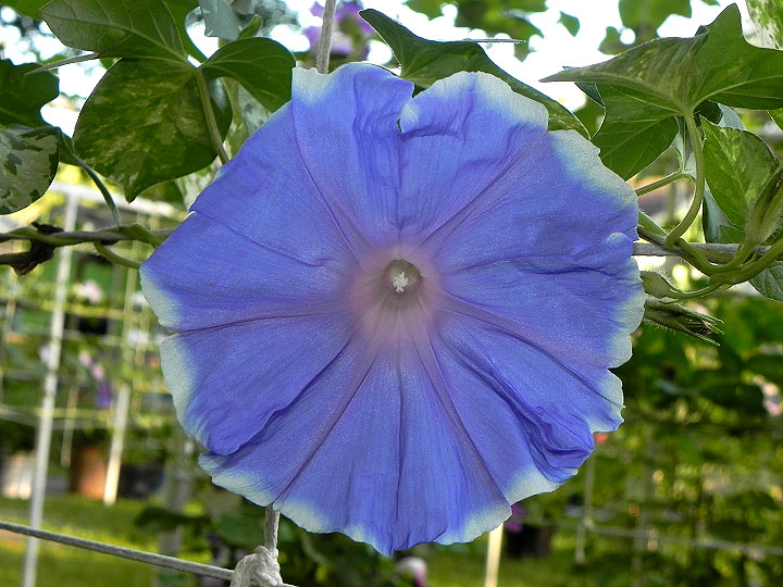 6DSCN0621