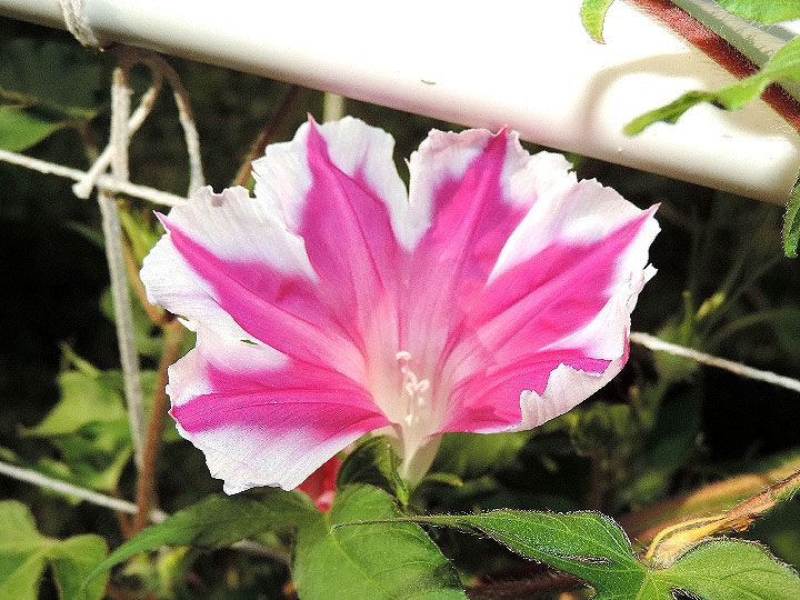 6DSCN4570_01