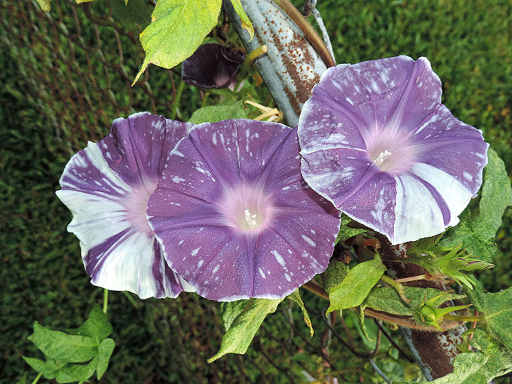6DSCN6891_01
