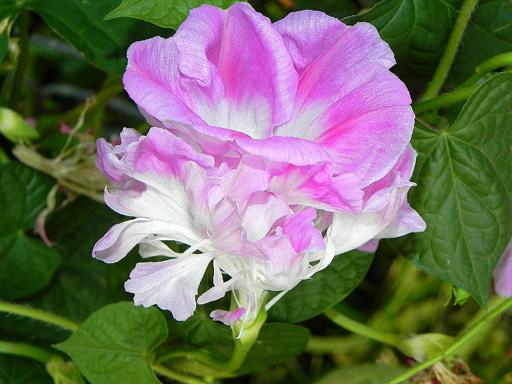 6DSCN6972