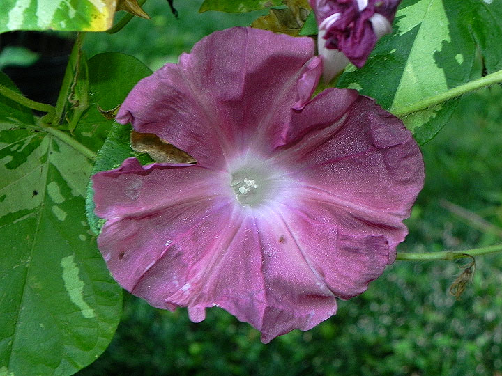 DSCN0036