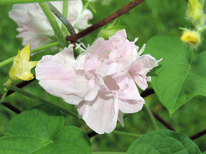 DSCN0135