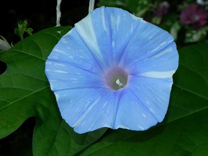 DSCN0340