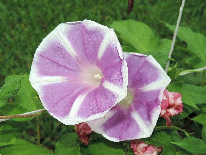 DSCN0348