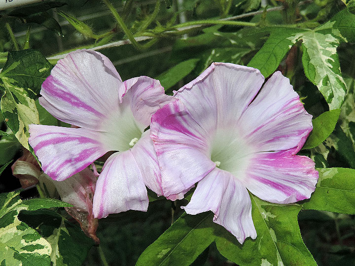 DSCN0365
