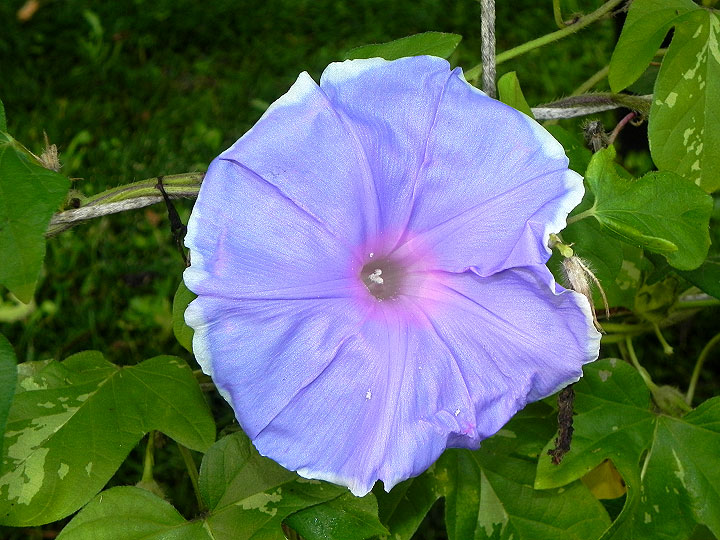 DSCN0385