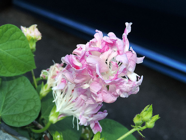 DSCN0413