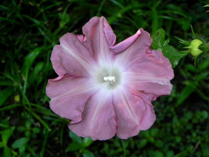 DSCN0523