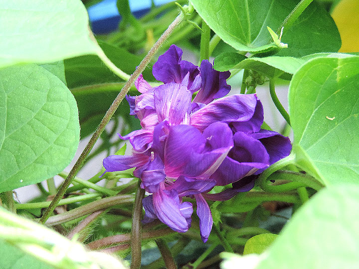 DSCN0528