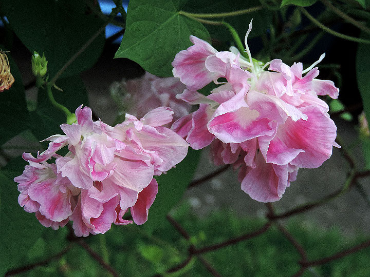 DSCN0529