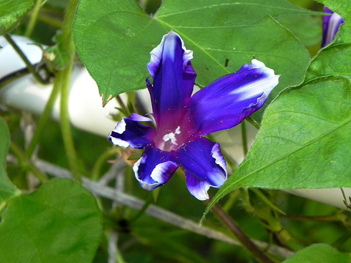 DSCN0544