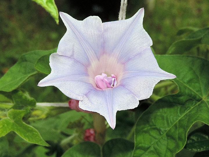 DSCN0556
