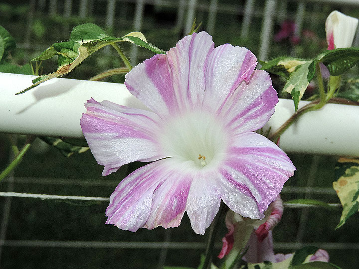 DSCN0597