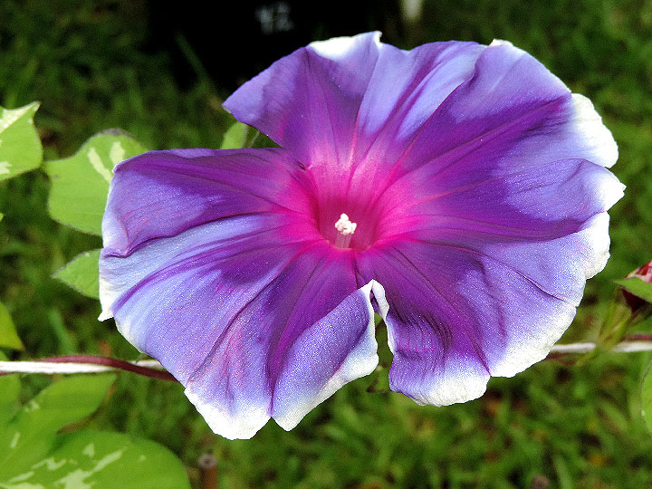 DSCN0599