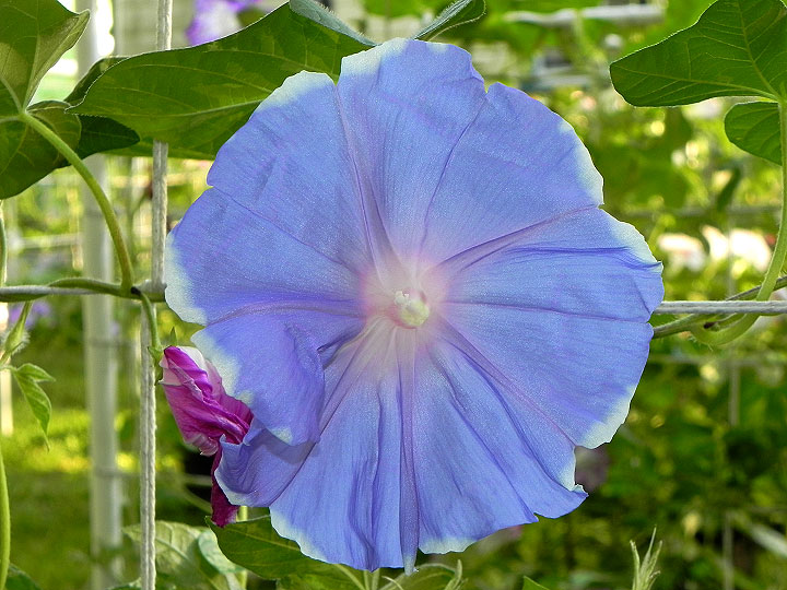 DSCN0620