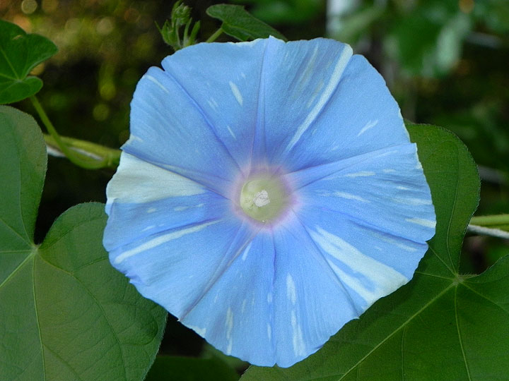 DSCN0627