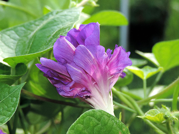DSCN0647