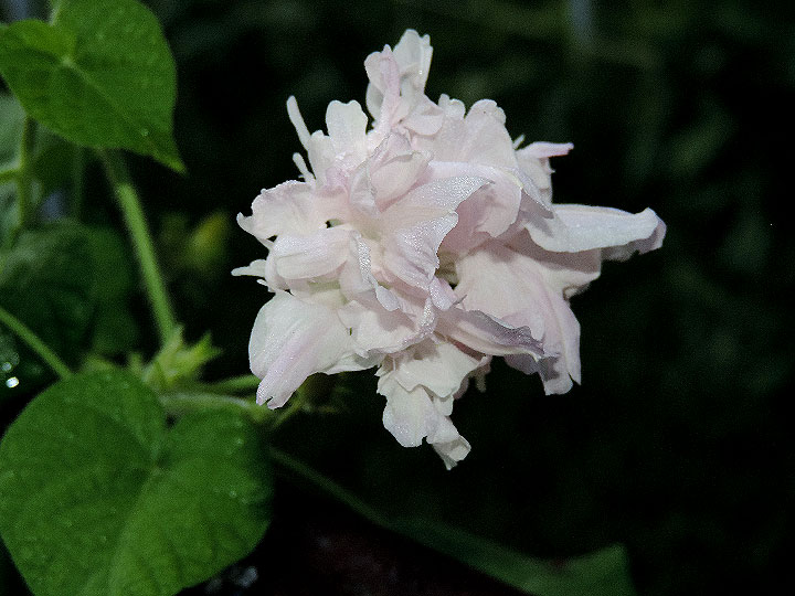 DSCN0659
