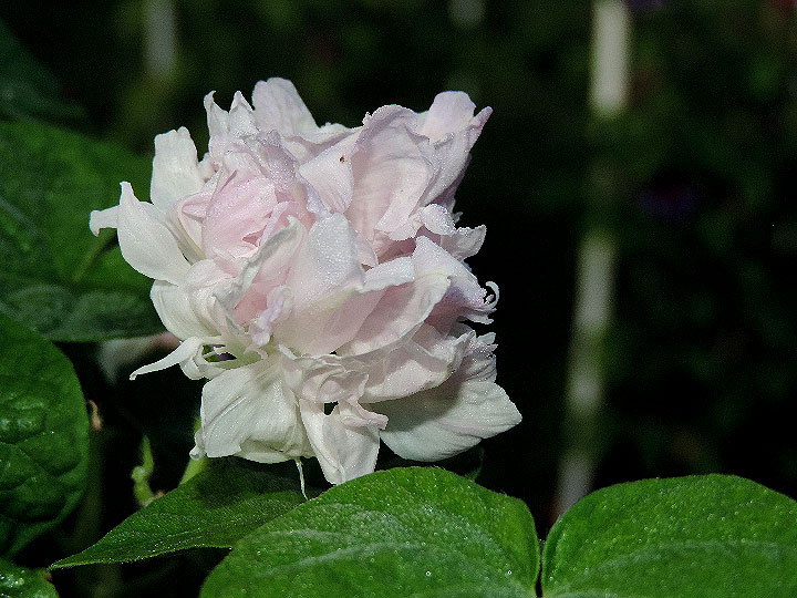 DSCN0660
