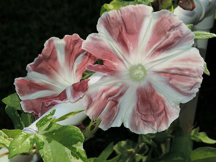 DSCN0694