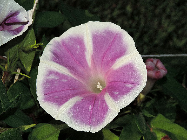 DSCN0696