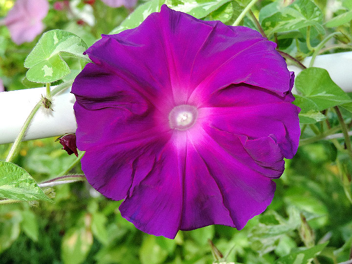 DSCN0704