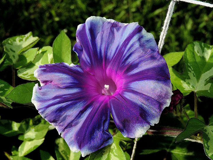 DSCN0733