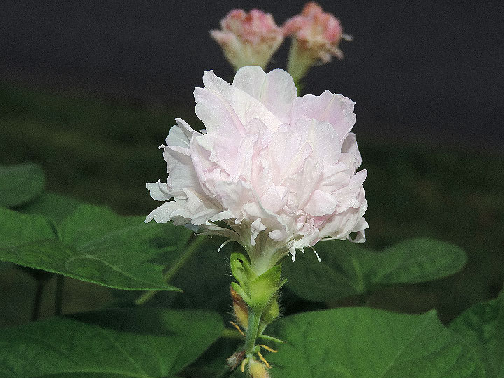 DSCN0775