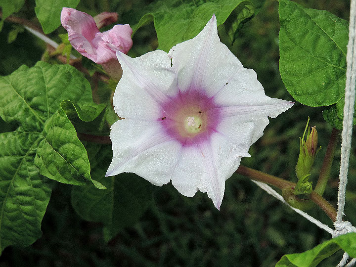 DSCN0785