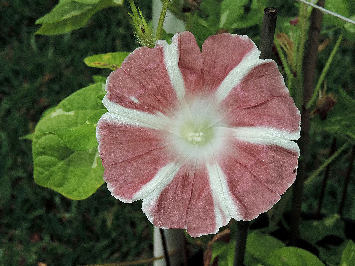 DSCN0805