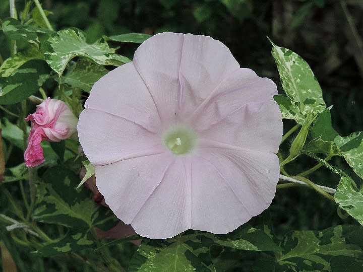 DSCN0834