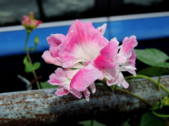 DSCN0877