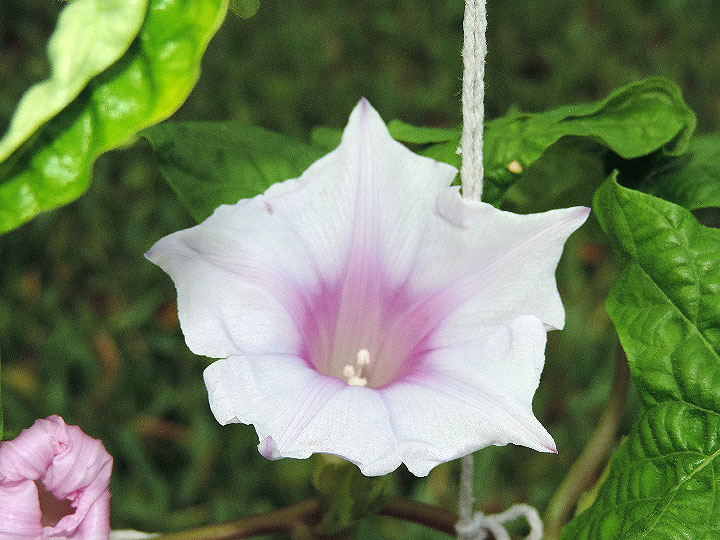 DSCN0890
