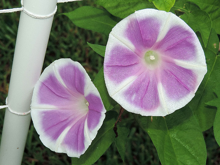 DSCN0914