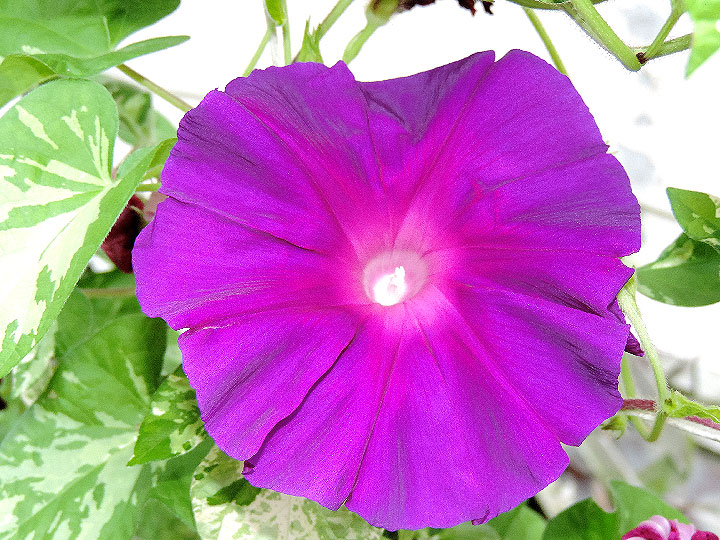 DSCN0924